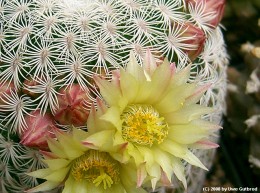 Mammillaria solisioides